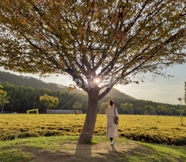 자연,풍경,나무,뒷모습,사람,person,가을,계절,fall,autumn,season,나무,trees,wood,사람,인물,인간,human,person,여성,여자,woman,female,lady,여행,휴가,traveling,vacation,trip,휴식,힐링,rest,relaxation,healing