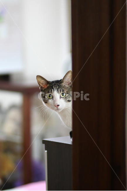 고양이,cat,animal,동물,야옹이,kitty,애묘,동물표정,pet,애완동물,포유류,반려동물,유기묘,길냥이,kitten,아기고양이,코숏,코리안숏헤어,캣대디,캣맘,반려묘,휴식,힐링,res,trelaxation,healing,포유,류mammal,동물,animal,포유류,mammal,고양이,cat,kitten,kitty