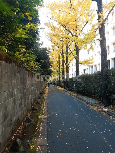 직선도로,은행나무,가을,낙엽,등교길,straightroad,ginkgotree,fall,fallenleaves