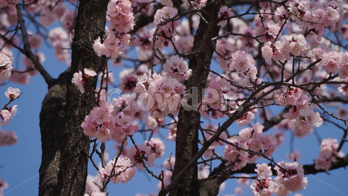 plant,식물,cherryblossom,벚꽃,flower,꽃,blossom