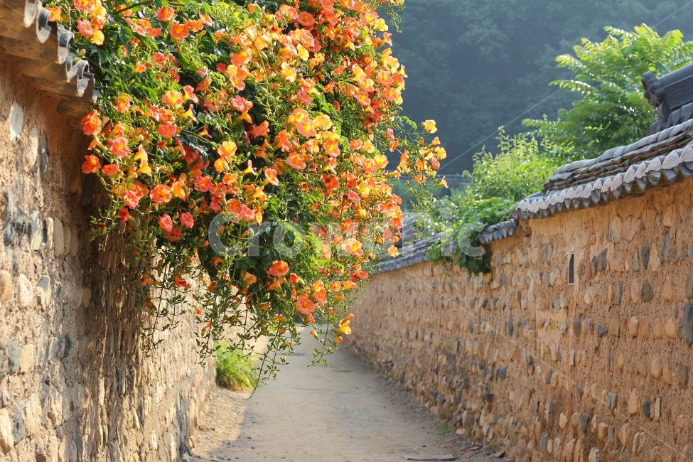 능소화,꽃,힐링사진,감성사진,감성,풍경,자연,돌담길,자연풍경,여름,골목길,alley,한국전통,한국문화,korean traditional,korean culture,식물,자연,plants,nature,꽃,flower,plant