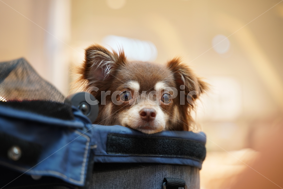 강아지,개,치와와,장모치와와,초코탄강아지,초코탄치와와,초코탄장모치와와,갈색강아지,갈색치와와,개모차