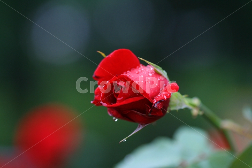 꽃,식물,봄,공원,플라워,아름다운,식물,자연,plants,nature,꽃,flower