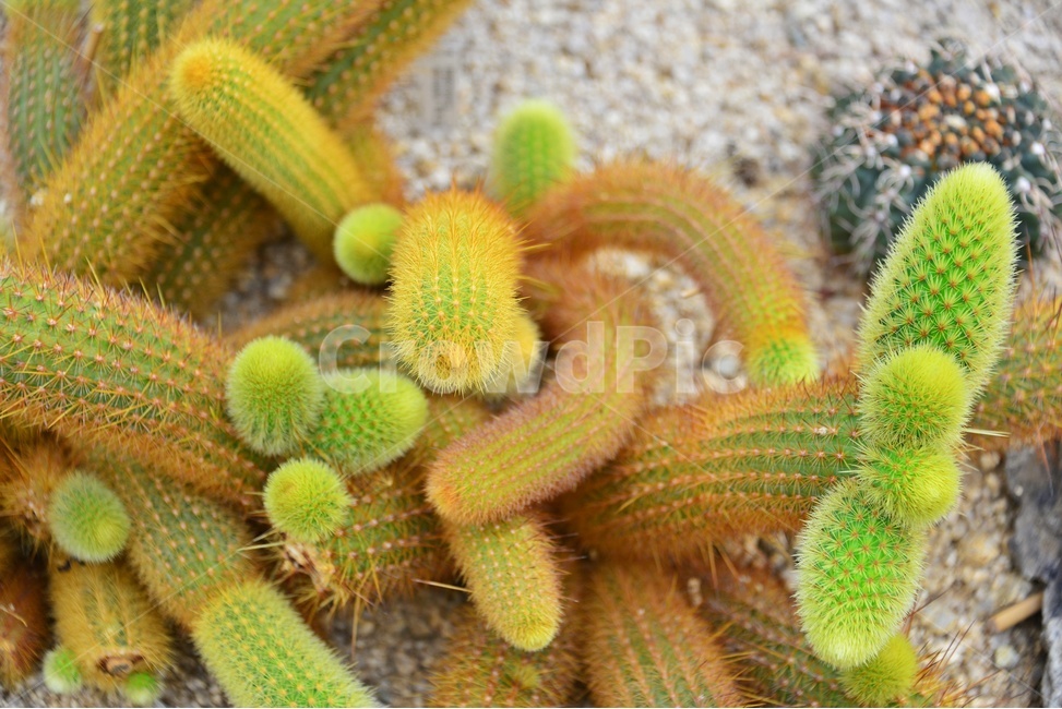 plant,식물,cactus,선인장,다육,다육이,관상다육,관상식물,다육식물,식물,자연,plants,nature