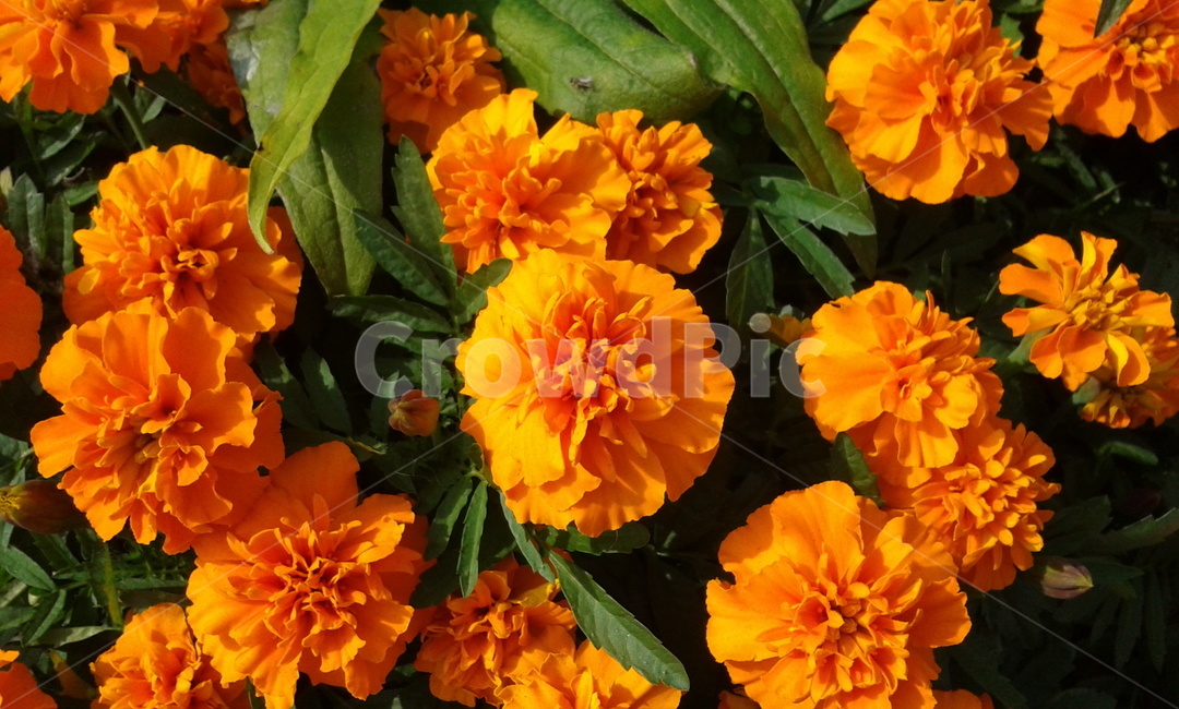 plant,식물,blossom,꽃,flower,yellow,노랑,식물,자연,plants,nature,꽃,flower