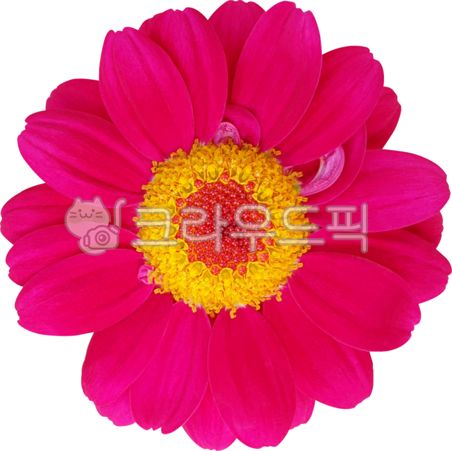 flower,분홍,데이지,국화,목마가렛,marguerite,frutescens,margueritedaisy,parisdaisy,argyranthemumfrutescens,chrysanthemumfrutescens,블로섬,봄,개화,꽃,식물,보라색,꽃잎,네이처,여름,yellow,dahlia,들꽃