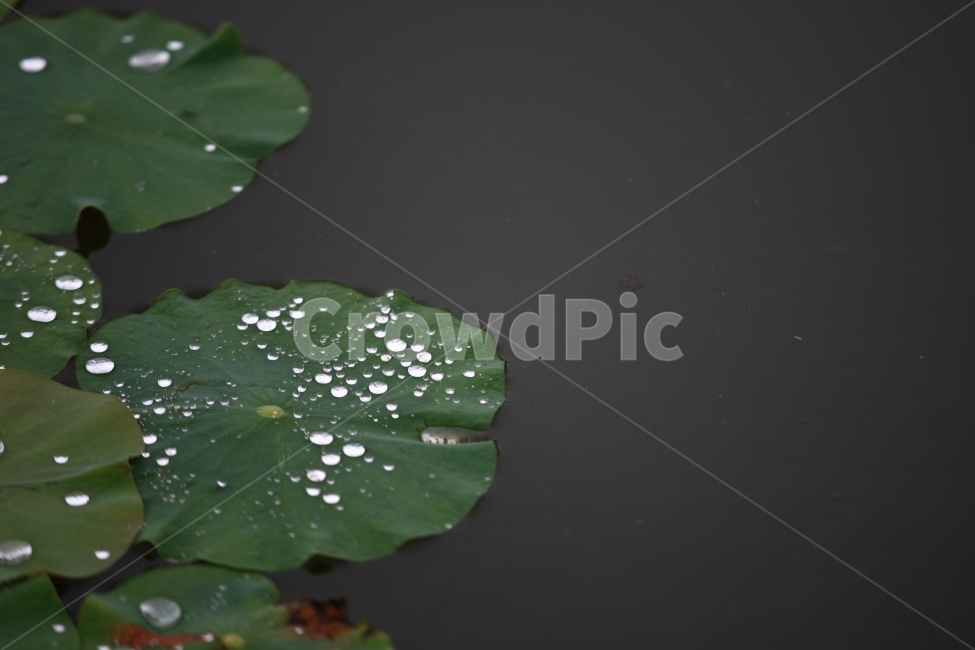 연잎,물방울,식물,자연,비,식물,자연,plants,nature
