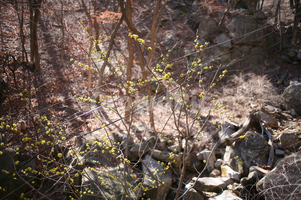 나무,낙엽,풍경,숲,산,북한산,mountain,tree,forest