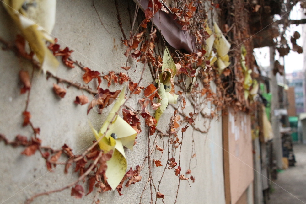골목길,벽,바람개비,넝쿨,낙엽,바람,나무,담벼락,식물,자연,plants,nature