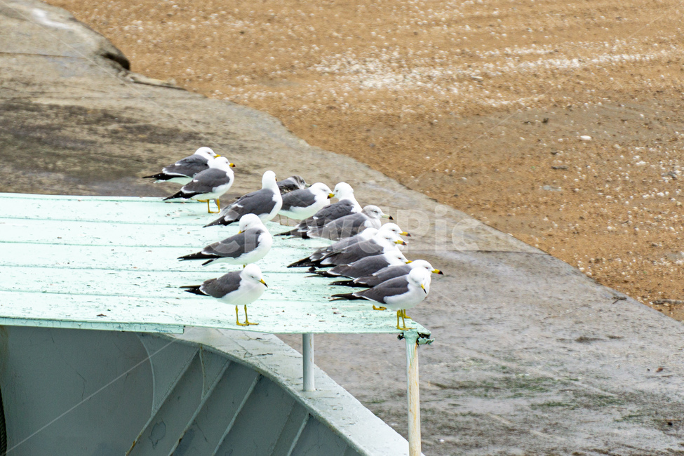 갈매기,새,bird,seagull,sea,바다,새떼,seagulls,animal,동물,flying,동물,animal,조류,새,birds