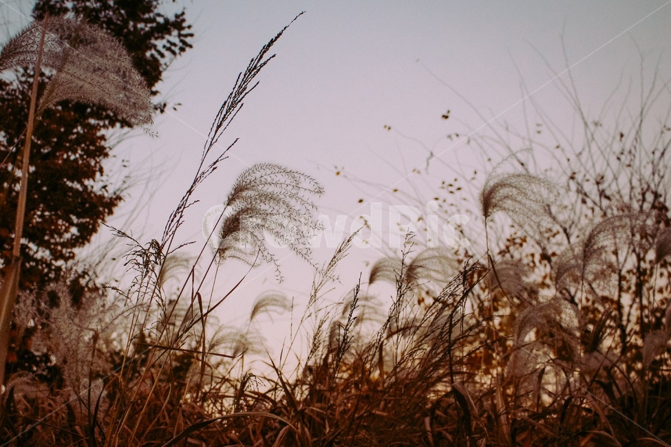 가을,갈대,감성,그림자,계절,쓸쓸한,가을,계절,fall,autumn,season,grass,잔디,plant,식물,lawn,reed