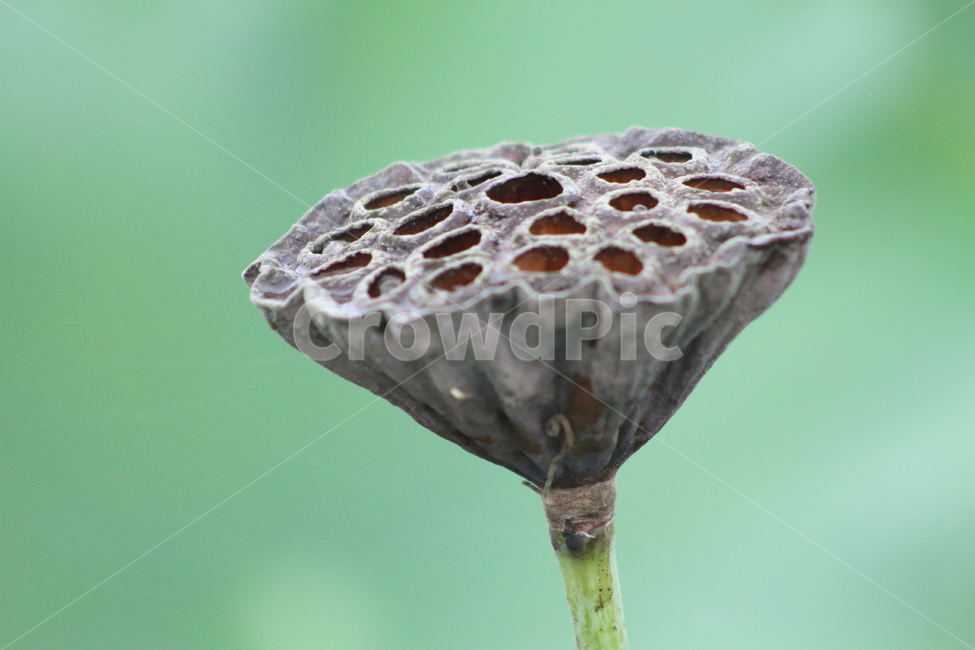 연씨,씨,연밥,연,연자,식물,자연,plants,nature