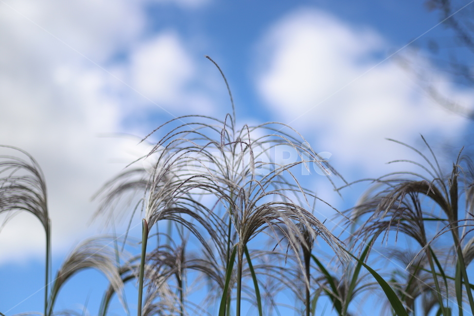 하늘,억새,자연,식물,풍경,가을,계절,fall,autumn,season,식물,자연,plants,nature,grass,잔디,plant,lawn