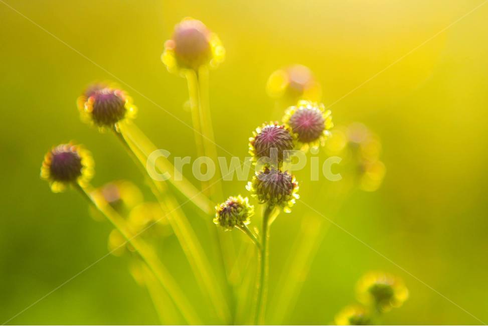꽃망울,망울,몽환적,꽃,식물,아웃포커스,식물,자연,plants,nature
