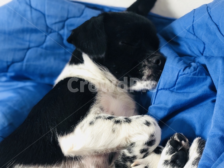 강아지,자는강아지,이불,반려견,동물,동물,animal,포유류,mammal,개,강아지,dog,doggy