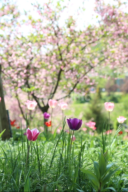 자연,꽃,튤립,공원,휴식,flower,식물,자연,plants,nature,꽃,flower