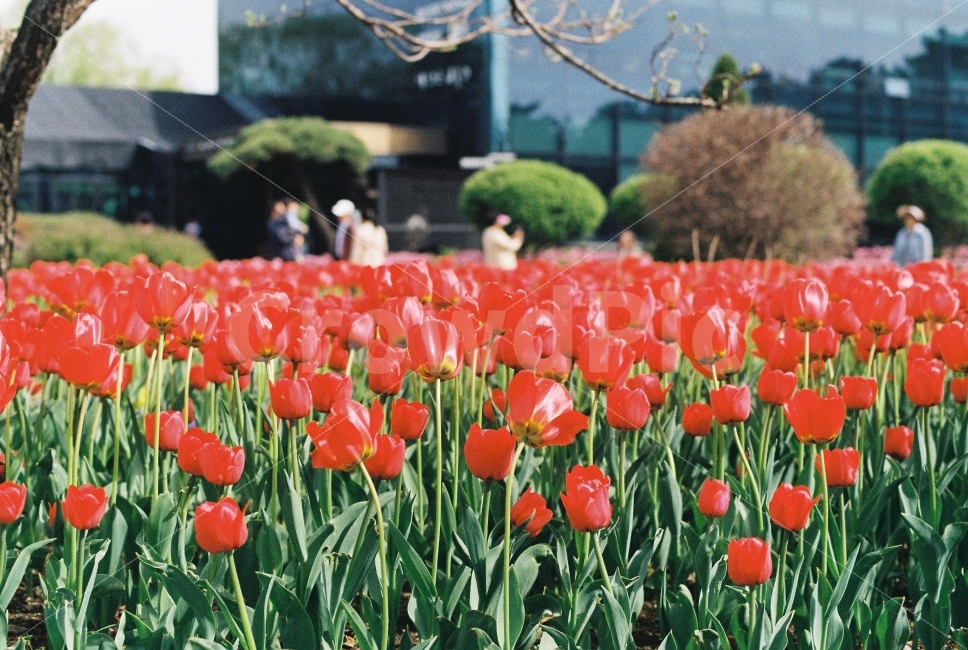 필름사진,미놀타x300,튤립,파주,꽃,봄,예쁜사진,아날로그,봄,계절,spring,season,식물,자연,plants,nature,꽃,flower,감성,sensible,feeling,색깔,색상,색채,색감,color sense,color sensitivity,feeling of color,plant,blossom