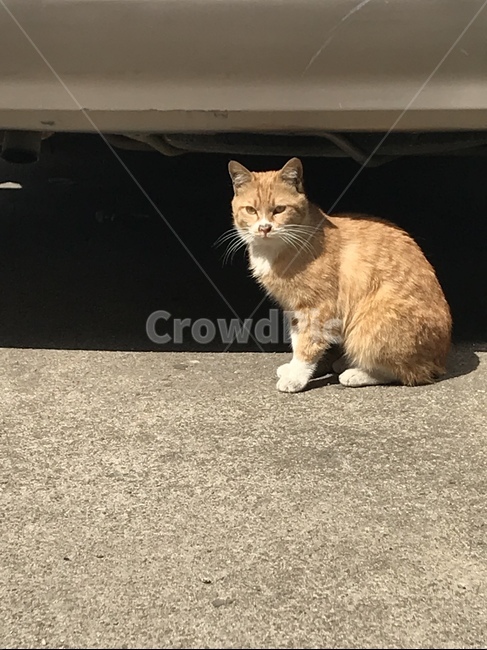 길고양이,고양이,길,한낮,햇볕,동물,straycat,cat,road,noon,sunshine