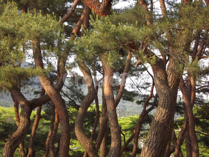 의림지,숲,소나무,나무,유원지,제천,자연,풍경,nature,landscape,tree,tree trunk,나무 줄기,plant,식물