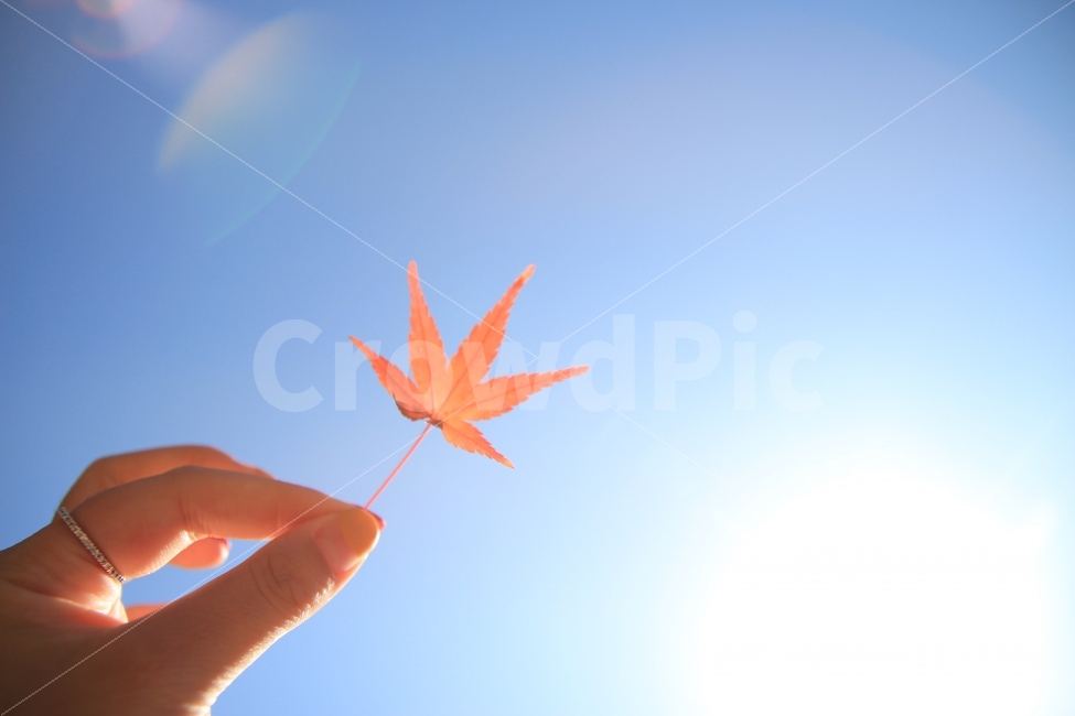 가을,단풍,한국,강원도,단풍잎,하늘,감성,빛,가을,계절,fall,autumn,season,식물,자연,plants,nature,사람,인물,인간,human,person,신체일부,몸,body,감성,sensible,feeling,leaf,잎,plant