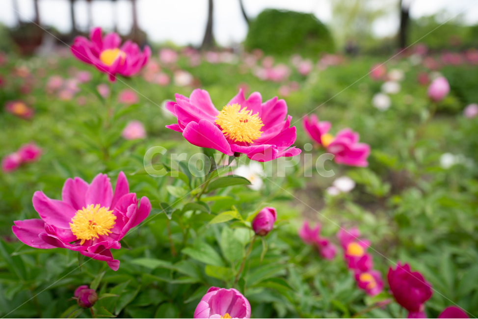 작약,꽃,flower,풀,식물,식물,자연,plants,nature,꽃,flower
