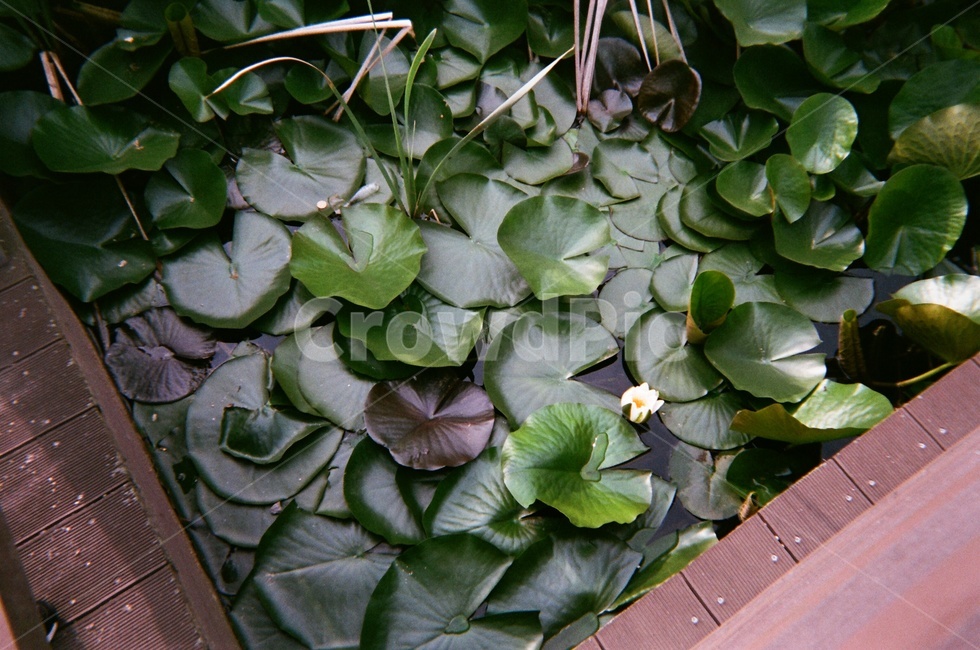 연꽃,lotus,연못,자연,식물,pool,plant,헤이리,nature