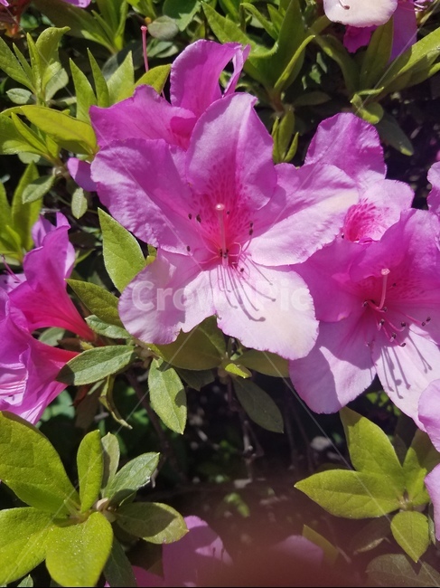 철쭉,꽃,봄꽃,분홍색,flower