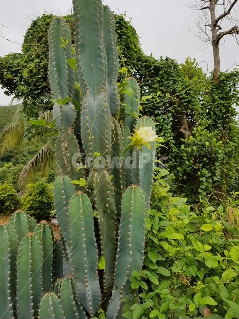 cactusflower,cereusforbesiiflower,cereusflower,선인장꽃,세레우스포베시꽃,선인장,키다리선인장꽃,인내,참음,오래참음,기다림