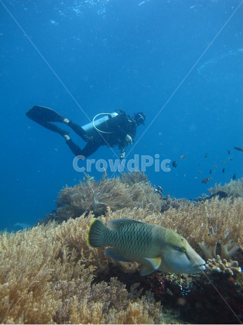 water,fish,물고기,동물,diver,dive,scubadiving,다이버,다이브,스킨스쿠버