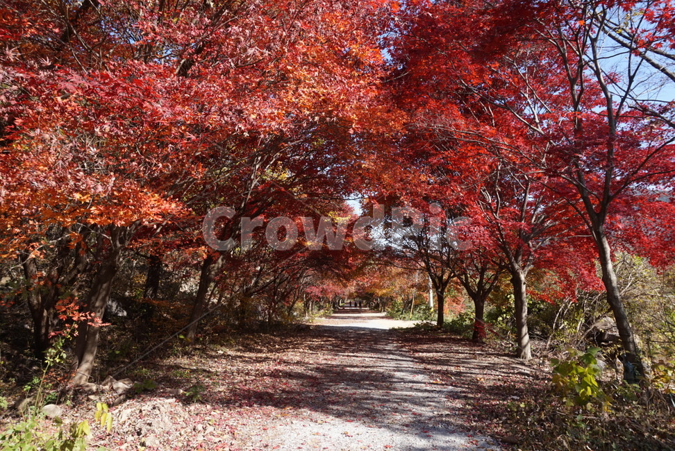 가을,단풍,낙엽,메이플,fall,秋