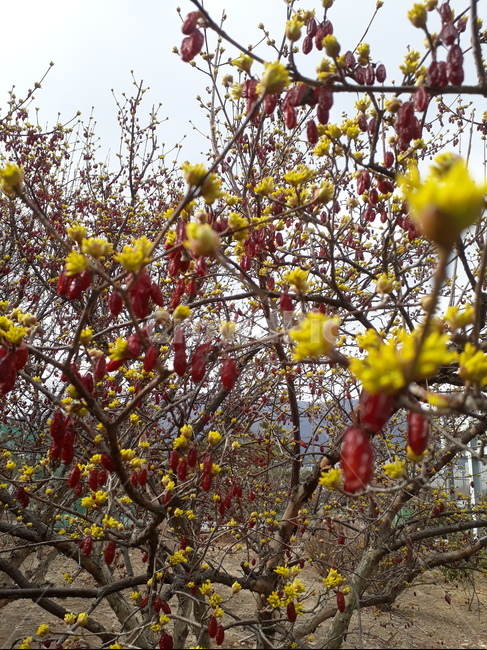 봄,산수유,꿏,노란색,붉은색,식물,자연,plants,nature,꽃,flower
