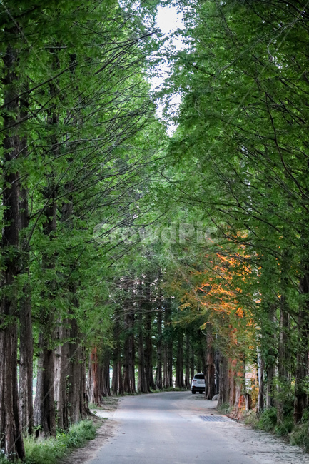 풍경,숲,숲길,가로수,나무,자연,풍경,nature,landscape