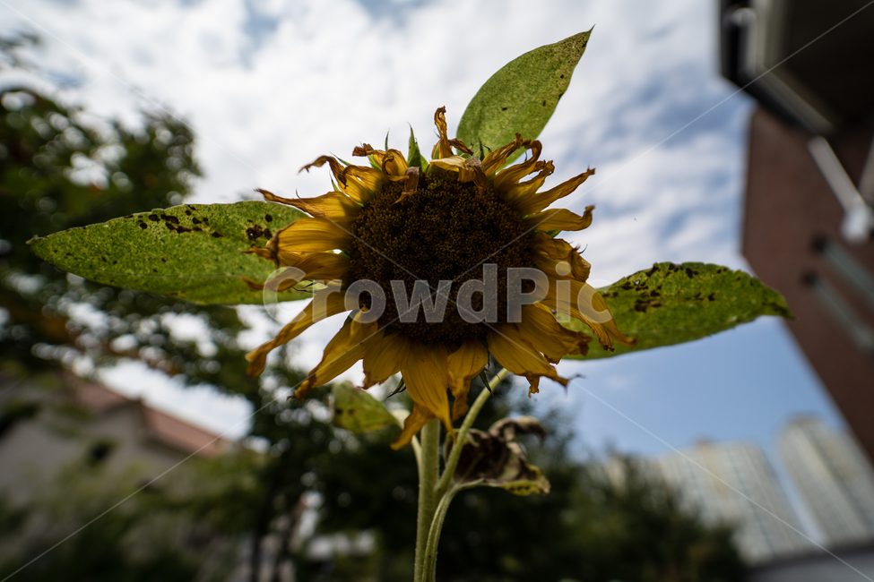 꽃,식물,flower,plant,botanical,식물,자연,plants,nature,꽃,flower