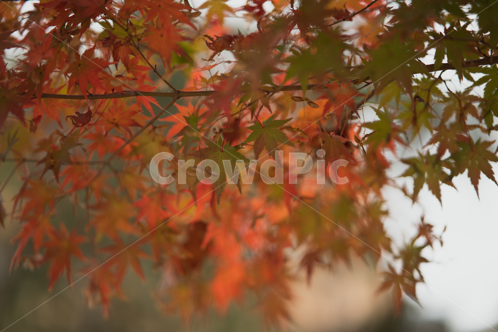leaves,나뭇잎,식물,가을,fall,autumn,가을,계절,fall,autumn,season