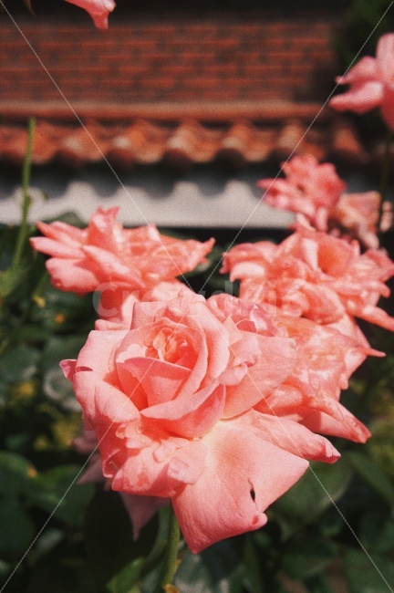 장미,풍경,자연,감성,꽃,분홍,rose,nature,landscape,flowers,식물,자연,plants,nature,꽃,flower,감성,sensible,feeling,색깔,색상,색채,색감,color sense,color sensitivity,feeling of color