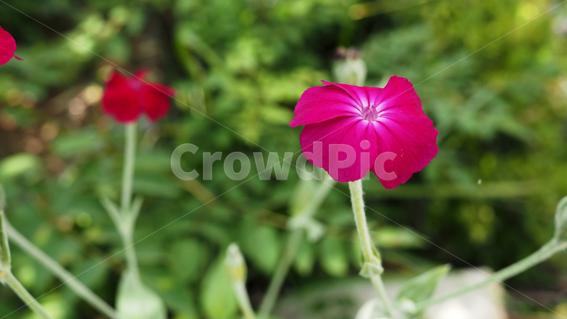 야생화,꽃,핑크색,flower,wildflower