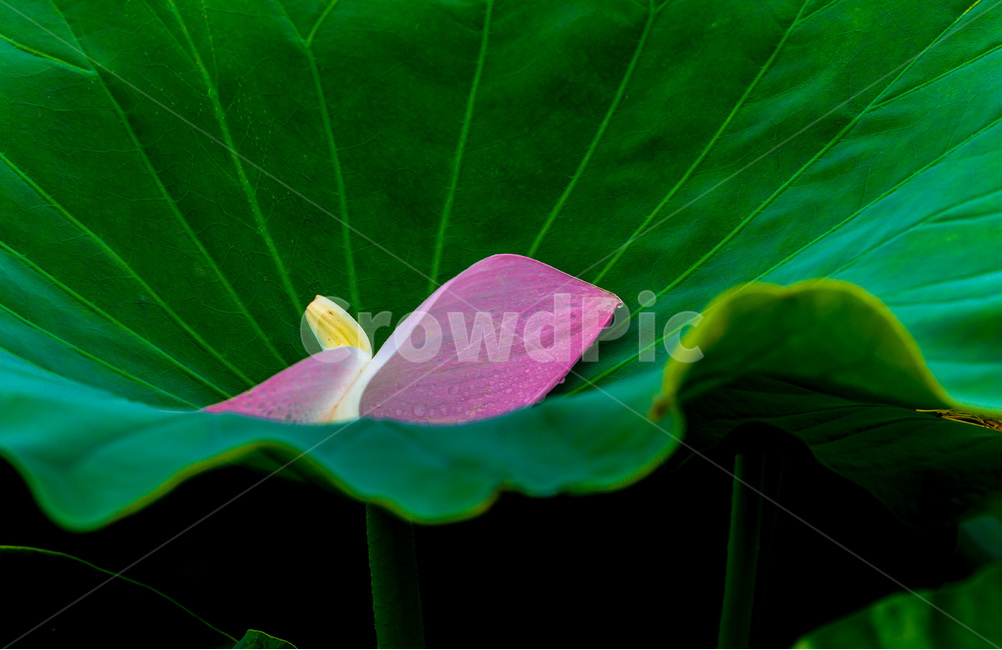 연잎,연,문양,무늬,꽃잎,식물,자연,plants,nature,꽃,flower