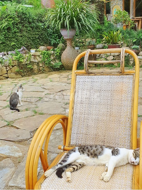 의자,동물,고양이,반려묘,chair,잠,sleep,동물,animal,포유류,mammal,고양이,cat,kitten,kitty