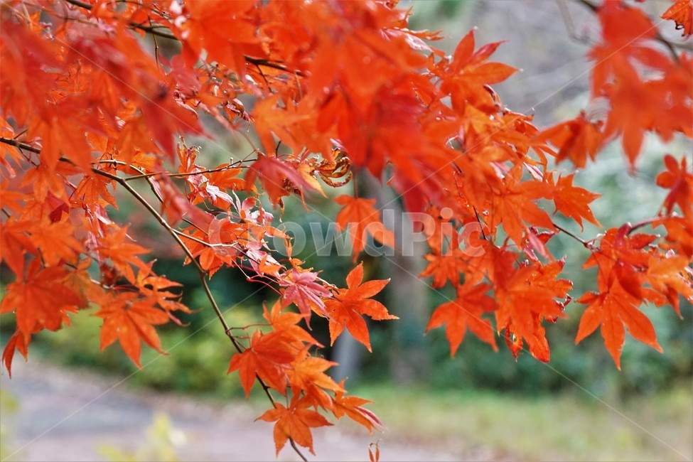 가을,단풍,식물,나무,잎,계절,tree,plant,leaf,오렌지,orange,autumn