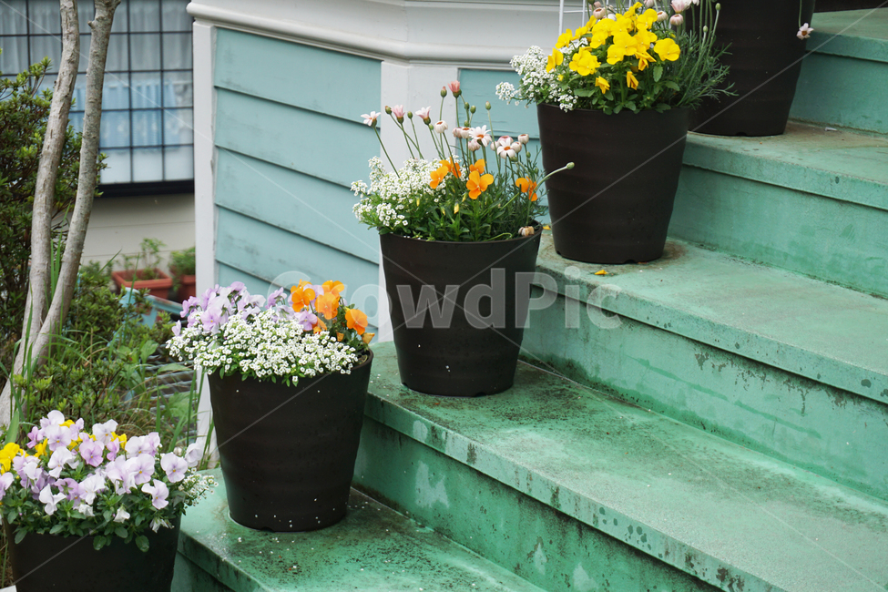 꽃,화분,화단,색감,flower,초록,pot,식물,plant