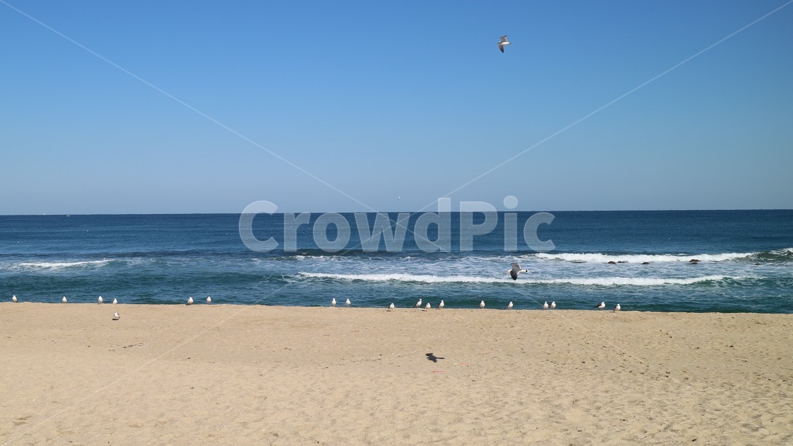 바다,파도,강릉,해변,날씨,모래사장,갈매기,새떼,새
