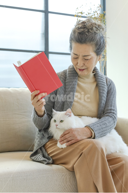 고양이,노인,여성,일상,반려동물,은퇴,여가,여유,행복,미소,만족,즐거움,생활,인테리어,실내,소파,의자,창문,하얀고양이,무릎냥,나이든여성,흰색,회색,붉은색,베이지색,따뜻함,포근함,할머니,60대여성,70대여성,흰머리,사랑,신뢰,동거,반려,애완동물,동물,백발,우아한,고귀한,귀여운,안기다,앉다,마주보다,웃다,책,타블릿,읽다