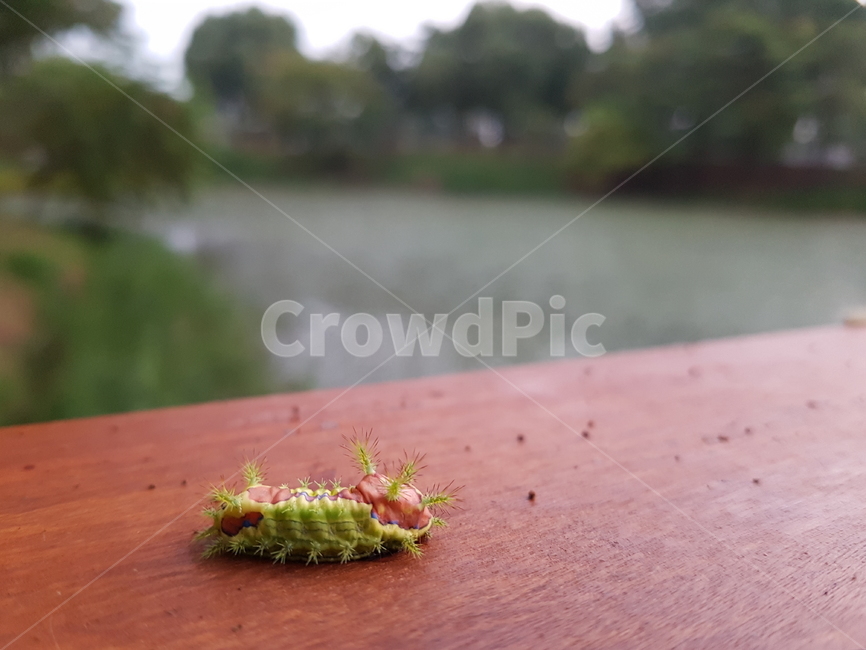 애벌레,곤충,insect,bug,nature,background,벌레,자연,풍경,벌레한마리,동물,animal,곤충,벌레,insect,bug