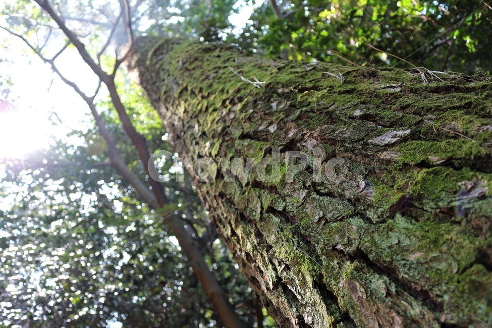 숲,자연,나무,이끼,풍경,식물,자연,plants,nature,나무,trees,wood,휴식,힐링,rest,relaxation,healing