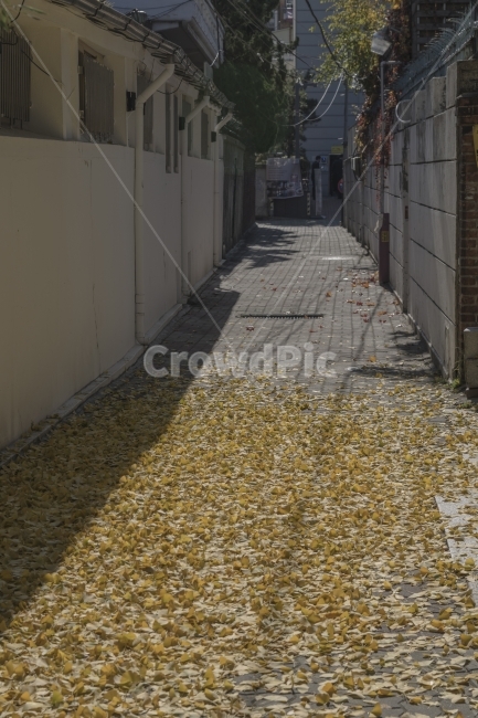 가을,골목,낙엽,단풍,은행잎,노랑,쓸쓸함,가을,계절,fall,autumn,season,골목길,alley,path,통로,walkway,보도,pavement,포장,sidewalk,flagstone,판석