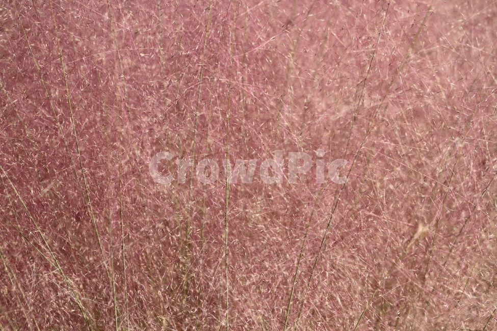 핑크뮬리,식물,가을,핑크,pinkmuhly,가을,계절,fall,autumn,season,식물,자연,plants,nature,texture,조직