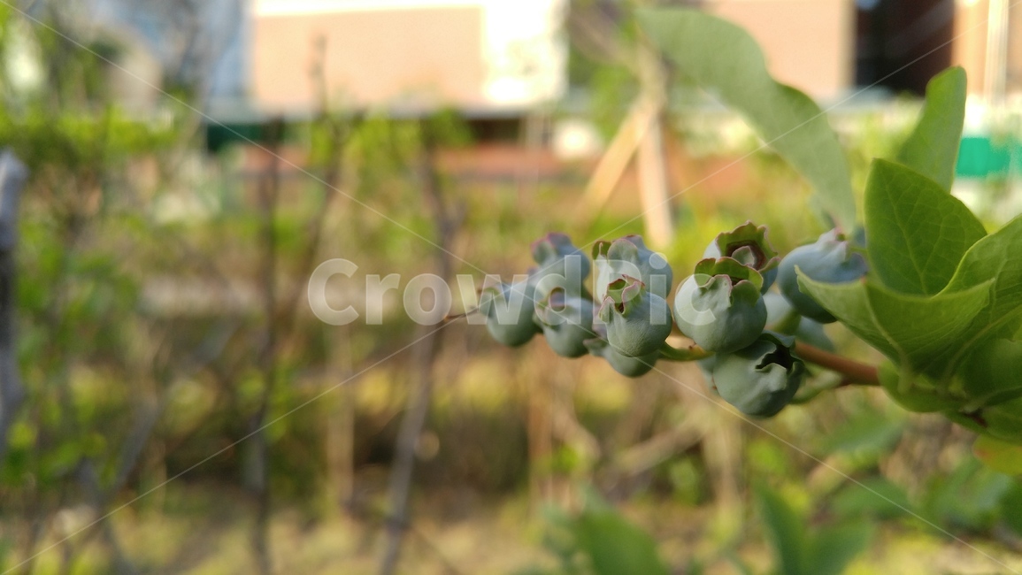 아로니아,열매,식물,녹색,배경,감성,계절,aronia,fruit,flants,green,background,emotional,season
