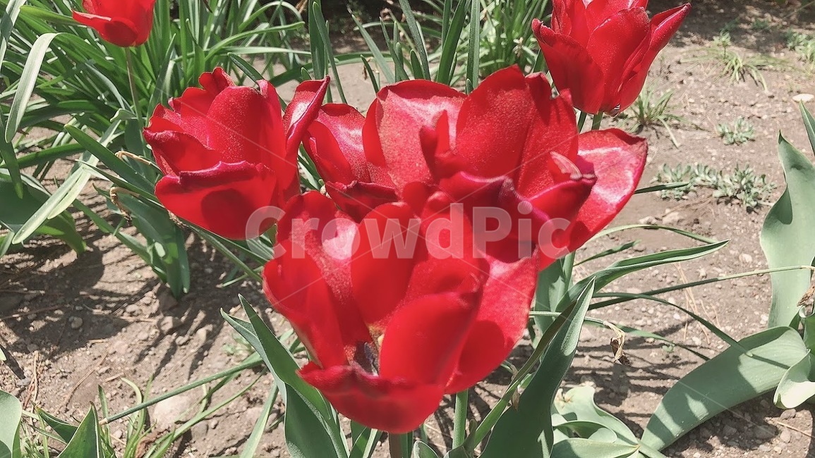 꽃,봄꽃,flower,빨강,red,봄