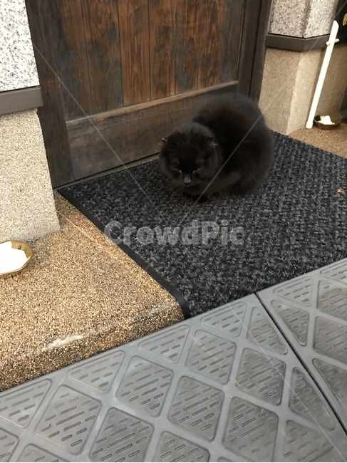 검은고양이,고양이,일본길고양이,길고양이,잠자는고양이,귀여운고양이