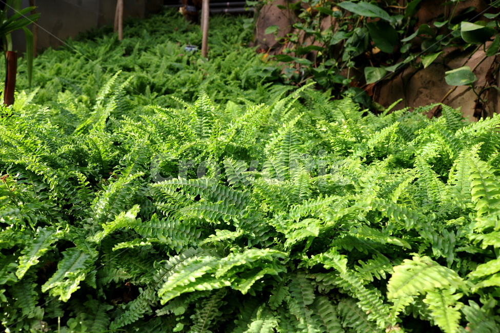 고사리,보스톤고사리,미국고사리,식물,고란초과,자연,식물원,식물,자연,plants,nature